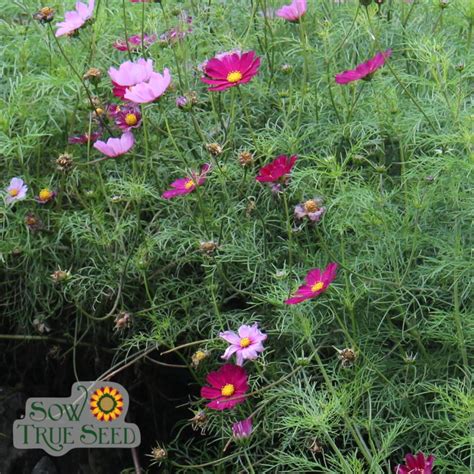 Cosmos Seed Sensation Mix Sow True Seed
