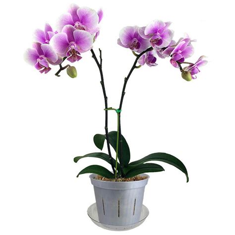 6 White Pearl Slotted Orchid Pot