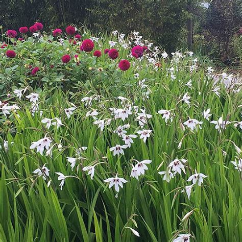 Peacock Orchid Bulbs Gladiolus Acidanthera Spring Flower Bulbs