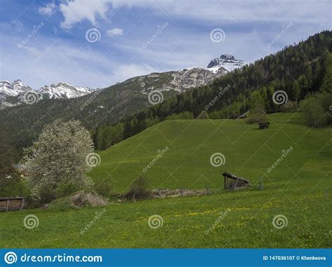 Green Spring Meadow With Haylofts And Blooming Flowers And Trees