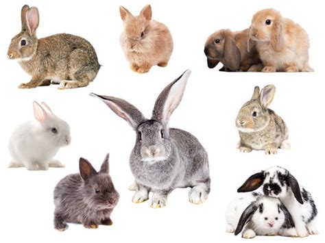 25 Most Popular Types Of Pet Rabbits Vivo Pets