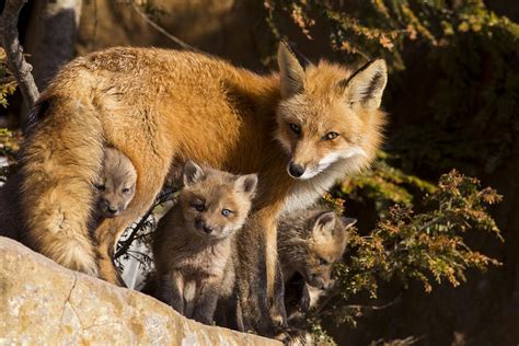 Fox Family Photograph By Mircea Costina Photography