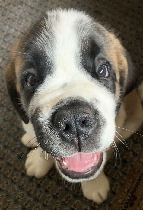 A group of puppies are stolen from a pet store by two thieves. Brie the st bernard puppy | St bernard dogs, St bernard puppy, Bernard dog