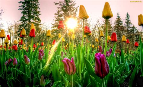 Tapety Zdjęcia Wiosna Wschód Słońca Tulipany Drzewa Kolorowe