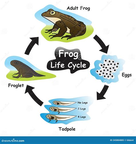 Frog Life Cycle Infographic Diagram Stock Vector Illustration Of