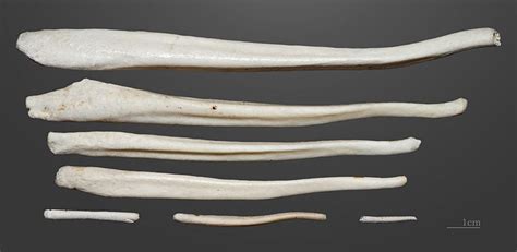 The History Of The Penis Bone Is Utterly Perplexing The Washington Post