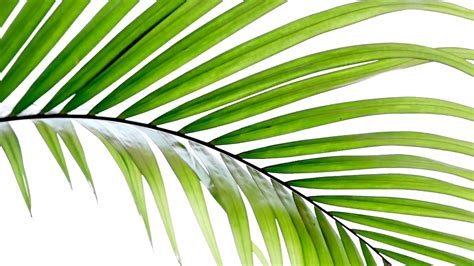 Palm Leaves Youtube