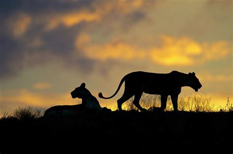 lioness silhouette photograph by tony camacho pixels