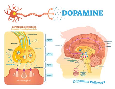 Dopamine The Molecule That Drives Addiction