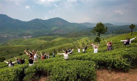 Ultimate Guide To Visiting The Tea Plantations In Munnar India Kerala