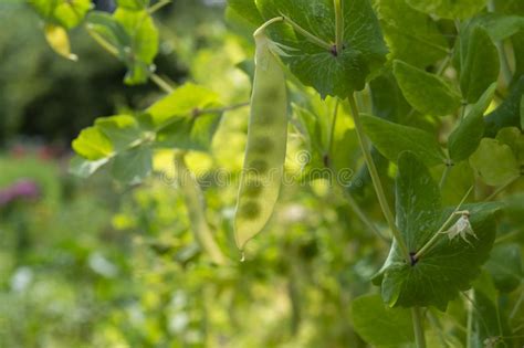 English Garden Peas Plants Ripe Yellow Pod With Shine Through Peas