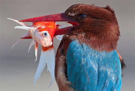 10 Gorgeous Photographs Of Bird Life In Israel Israel21c