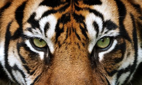 Tigers Know Their Business Entrepreneurial Mba Alumni Hit The Ground