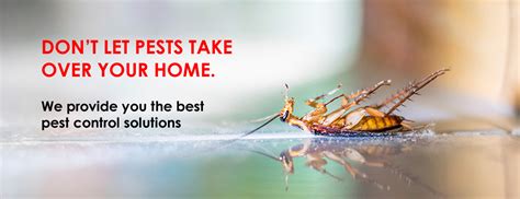 They eat home wooden doors, wooden windows, and other wooden furniture easily. Pest Control in Dubai Industrial Area | Pest Control Dubai ...
