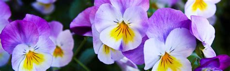 New Tradition Funeral Services | West Chicago IL funeral home and cremation