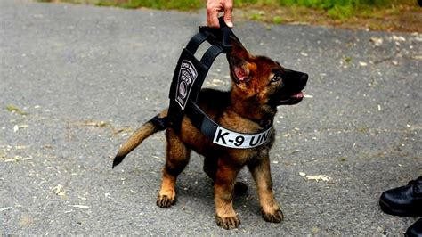 German Shepherd Police Dog Dog Choices