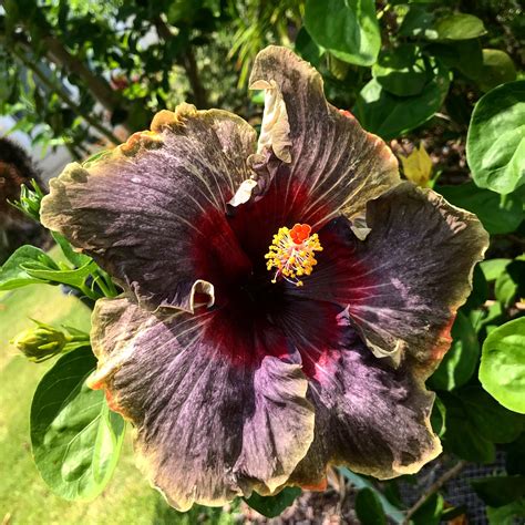 Hibiscus Of Hawaii Black Dragon Hibiscus Easy Plants Giant Flowers