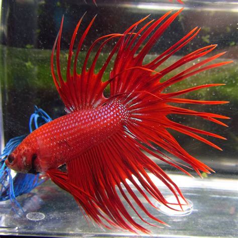 Pre Order Assorted Color Crowntail Male Bettas Trins Tropical Fish