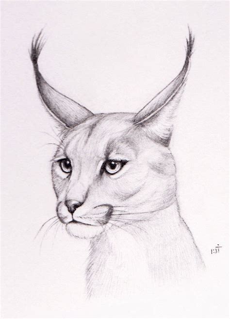 They should touch each other. Caracal by Bastet-mrr.deviantart.com on @deviantART ...