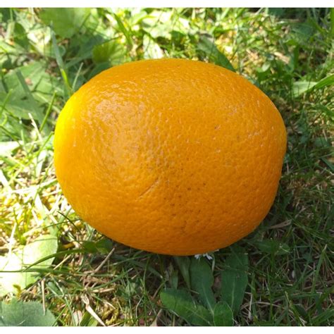 Citrus Sinensis Oranger Hauteur 5060cm Pot De 5 Litres