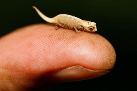 Top 10 Smallest Animals In The World