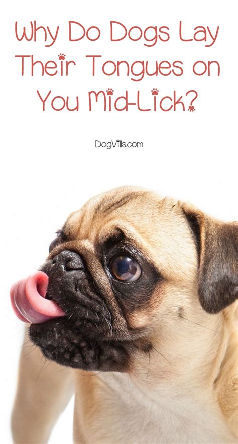 Can you think of other theories? Why Do Dogs Lay Their Tongues on You Mid-Lick? - DogVills