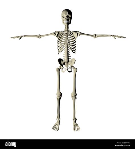 El Esqueleto Y Los Huesos De Un Cuerpo Humano Sobre Un Fondo Blanco