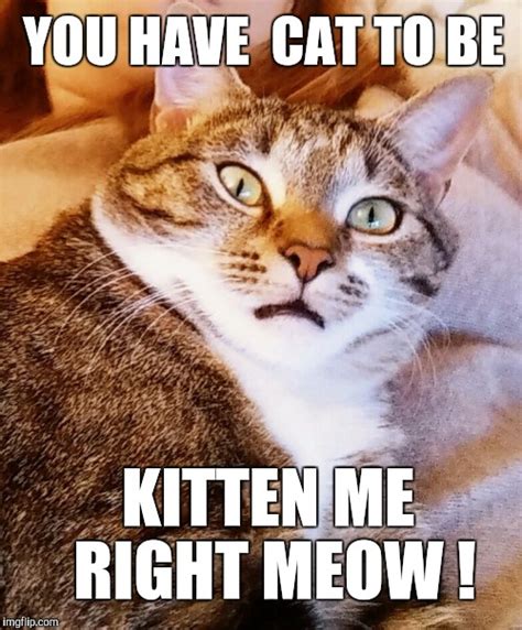 You Ve Cat To Be Kitten Me Right Meow