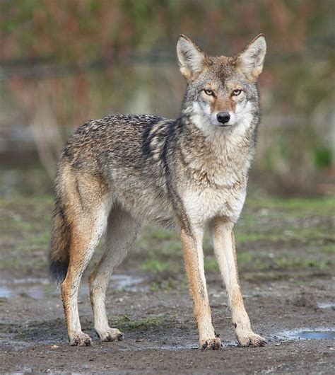 Post posters of particularly vicious looking coyotes and explain that they are eating cats. Should You Kill Coyotes: Effective Methods Of Coyote ...