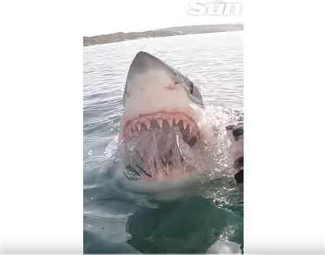 massive great white shark gives stunned tourists show as it lunges for
