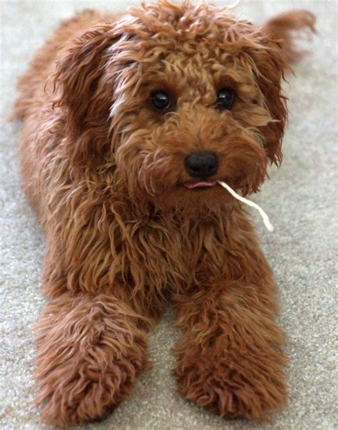 Adorable, sweet, playful, and full of life. F1B apricot goldendoodle mini | Goldendoodle, Puppy ...