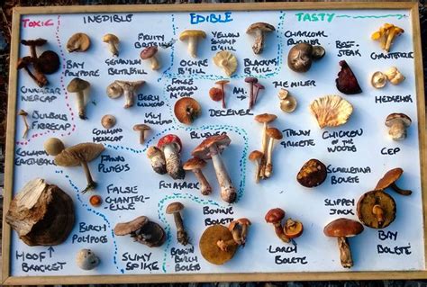 Foodie Quine Presents Guided Fungi Forage With Galloway