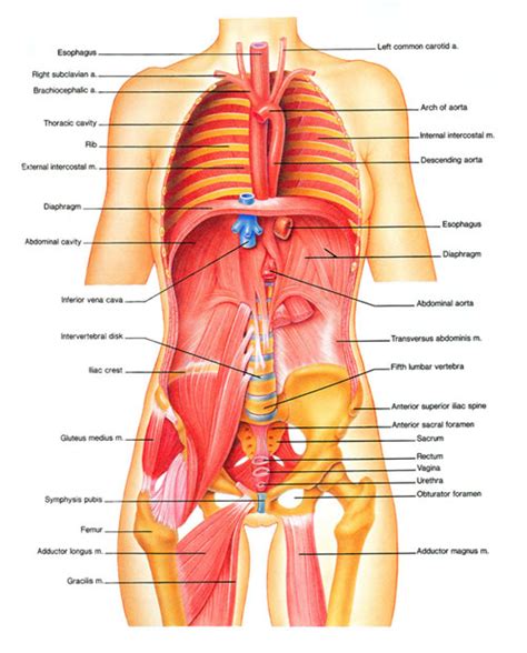 Organ Under The Rib Back On The Right Side 14 Common Causes Of Pain