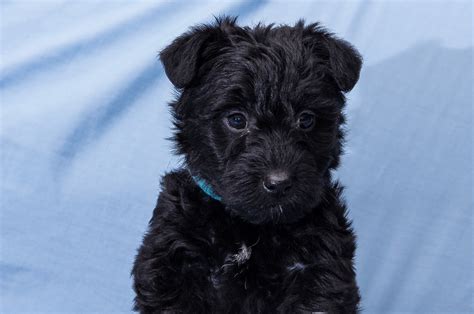 Scottie Poo Picture Gallery Acorn Acres Puppies