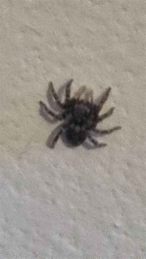 Is This Friendly Spider A Brown Recluse Kansas Rspiderbro