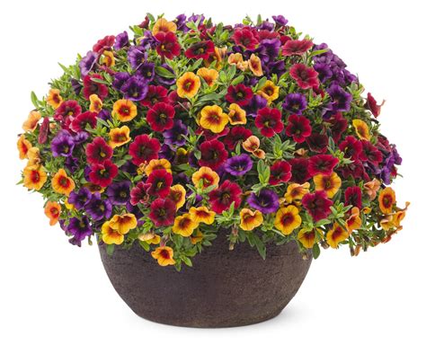 Container Gardening In Fall Proven Winners