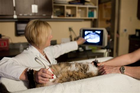 Ultrasonography In Lancaster Pa Neffsville Veterinary Clinic