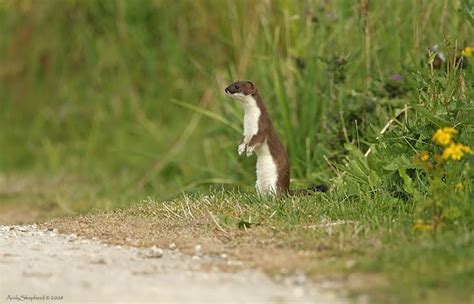 Andy Shepherd Wildlife Photography Stoats And Weasels