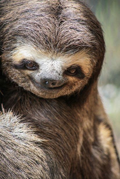 Pictures Of The Day 19 December 2012 Smiling Sloth Cute Sloth