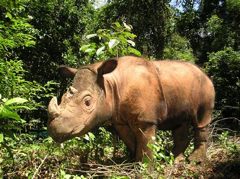 Animals indonesia mengutuk keras perbuatan keji ini. Zoo help for endangered Indonesian rhino | SBS News