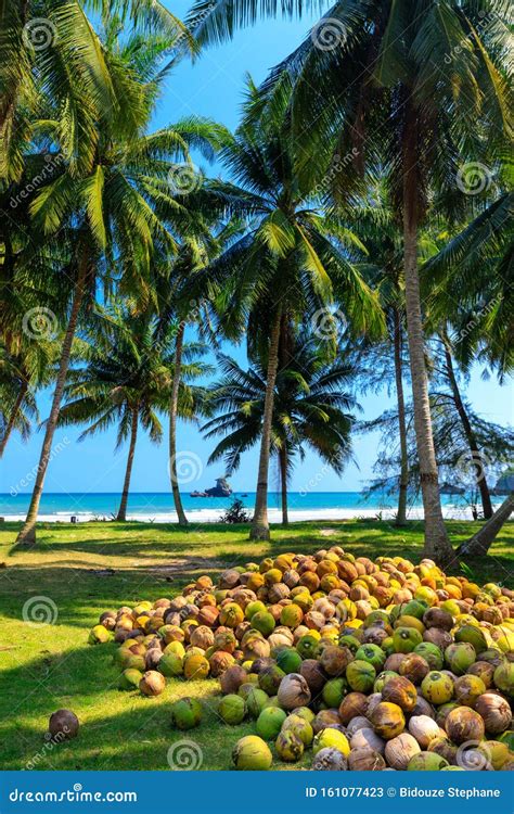 Coconut Harvesting In Thailand Stock Image Image Of Harvest Asia
