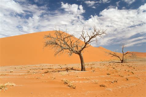 Le Désert Du Namib Dunes Et Vlei Voyages En Famille