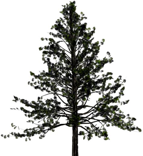 Trees Transparent Background Pine Tree Png Hd Png Download
