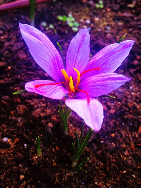 Instead, youll see foliage in the spring, which will die back, and saffron flowers the following fall. The Post Ranch Kitchen: Fresh Saffron Crocus