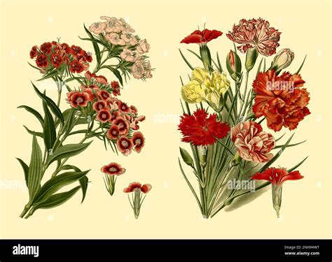 Hybrid Dianthus Hi Res Stock Photography And Images Alamy