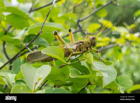 Violet Winged Grasshopper Hi Res Stock Photography And Images Alamy