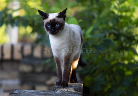 Siamese Cat With Blue Eyes Stock Photo Image Of Tree 138306712