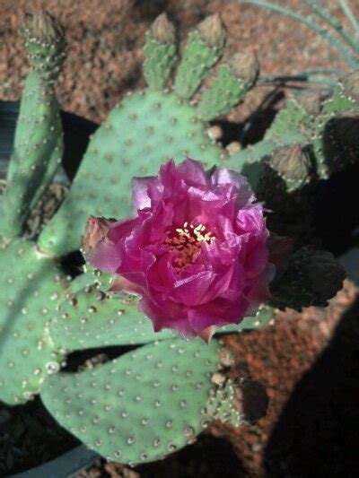purple prickly pear cactus jungle