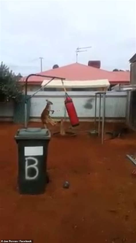 amazing footage of kangaroo hitting a punch bag in aussie s back yard goes viral daily mail online