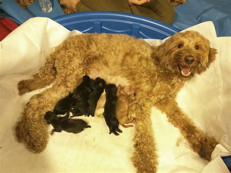 50 Proud Dog Mommies With Their Puppies New Pics Bored Panda